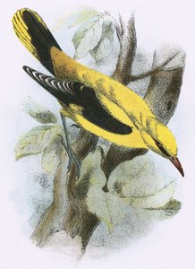 Golden Oriole